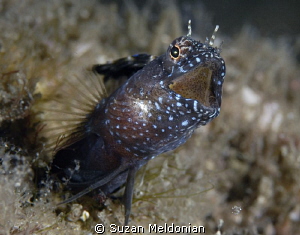 Sailfin calling out by Suzan Meldonian 